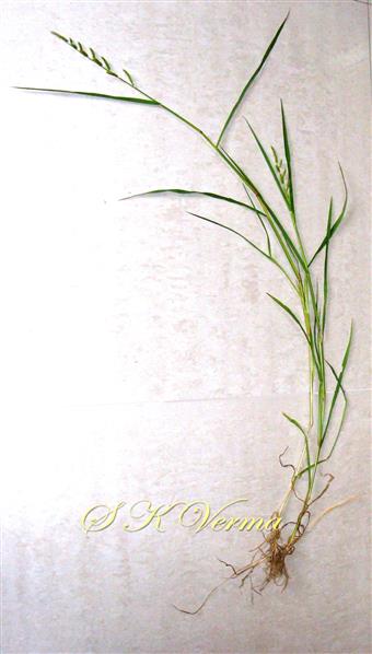  Plant